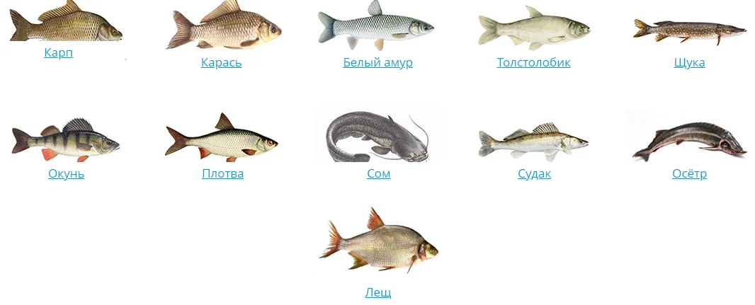 Рыбы огэ биология. Виды рыб водоемов. Разновидности рыбы в пруду. Виды прудовых рыб. Виды рыб из пруда.