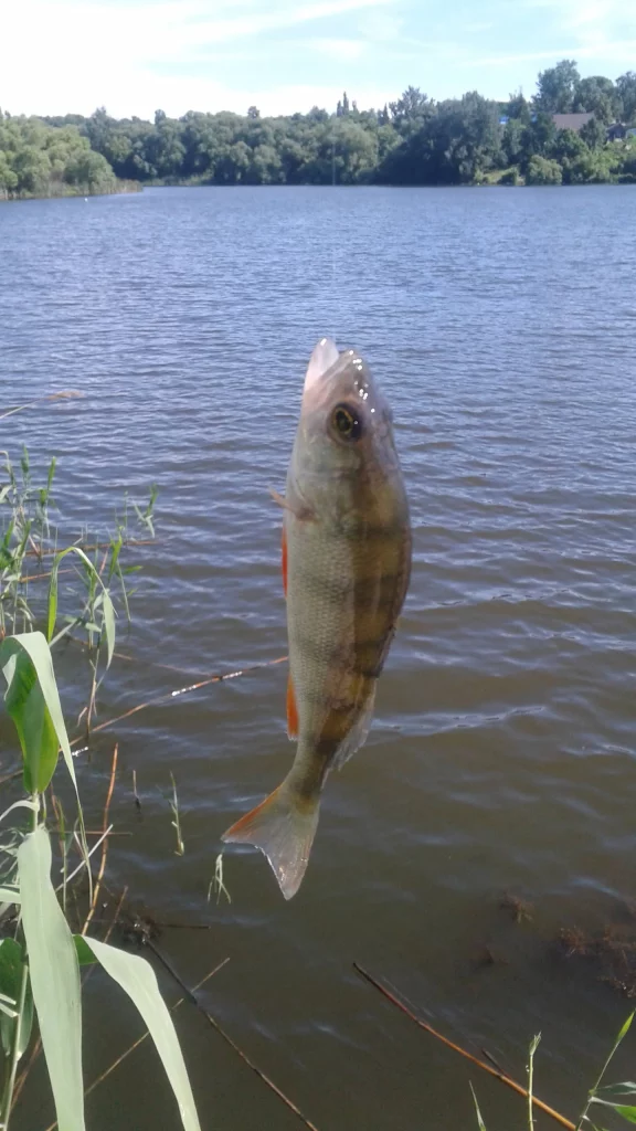 Какую рыбу можно поймать на пруду в Землянске