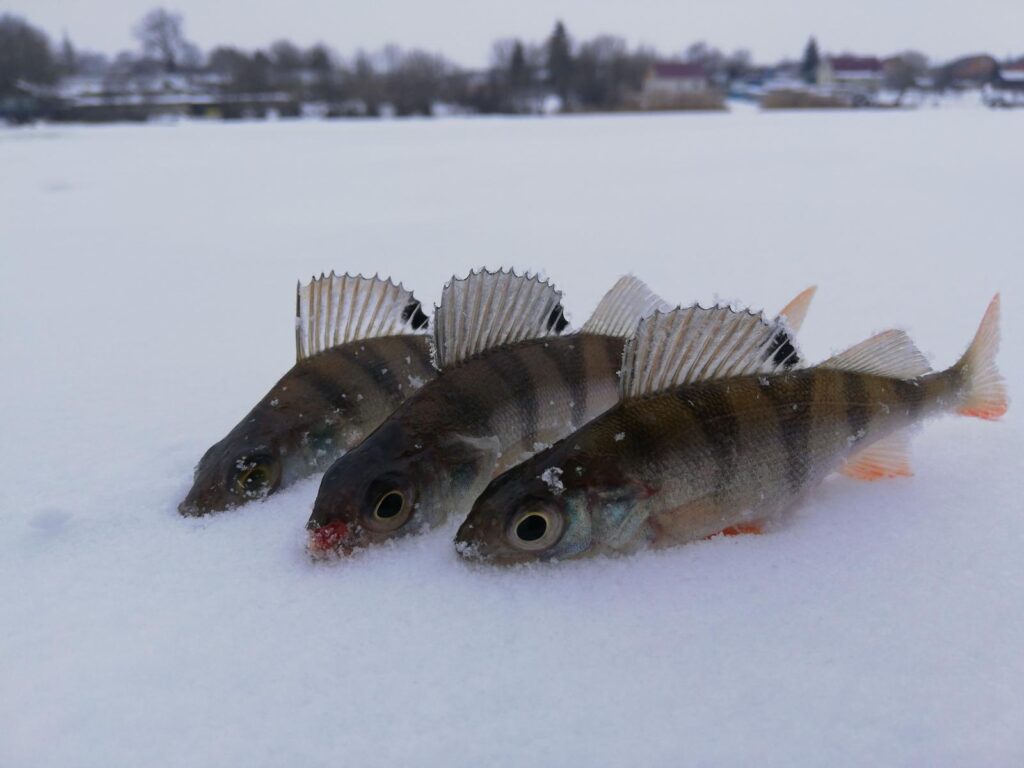 Рыбалка зимой