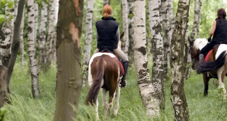 Катание на лошадях в Воронеже и Воронежской области