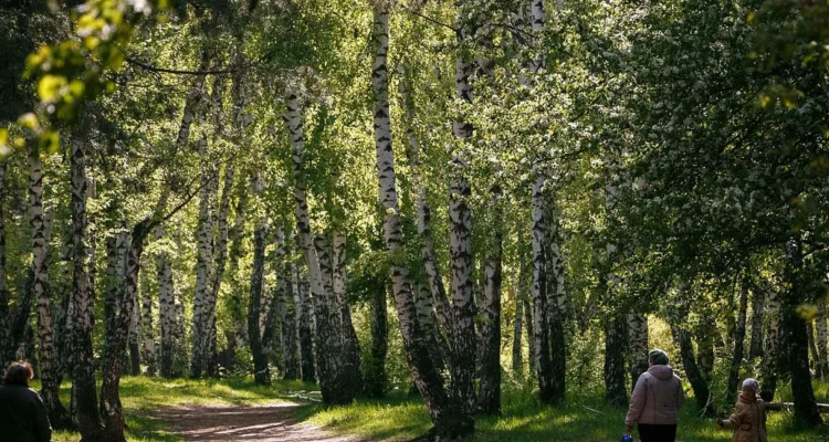 Лесопарк «Оптимистов» в Воронеже: Уникальное место для прогулок на лоне природы